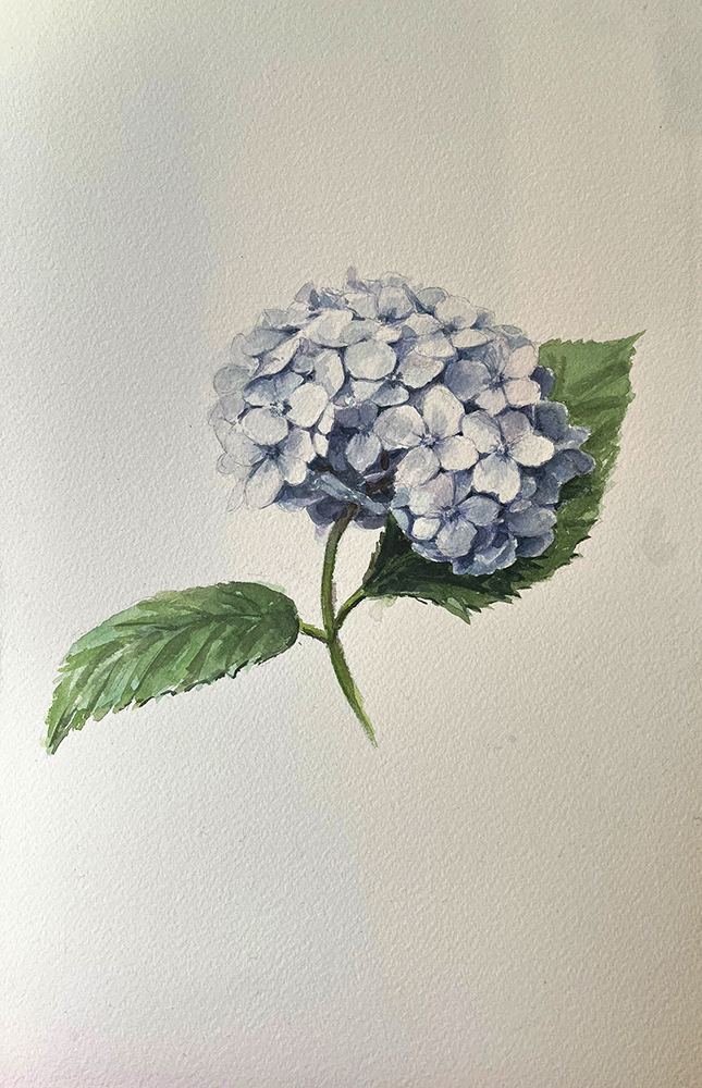 web Hortensia azul