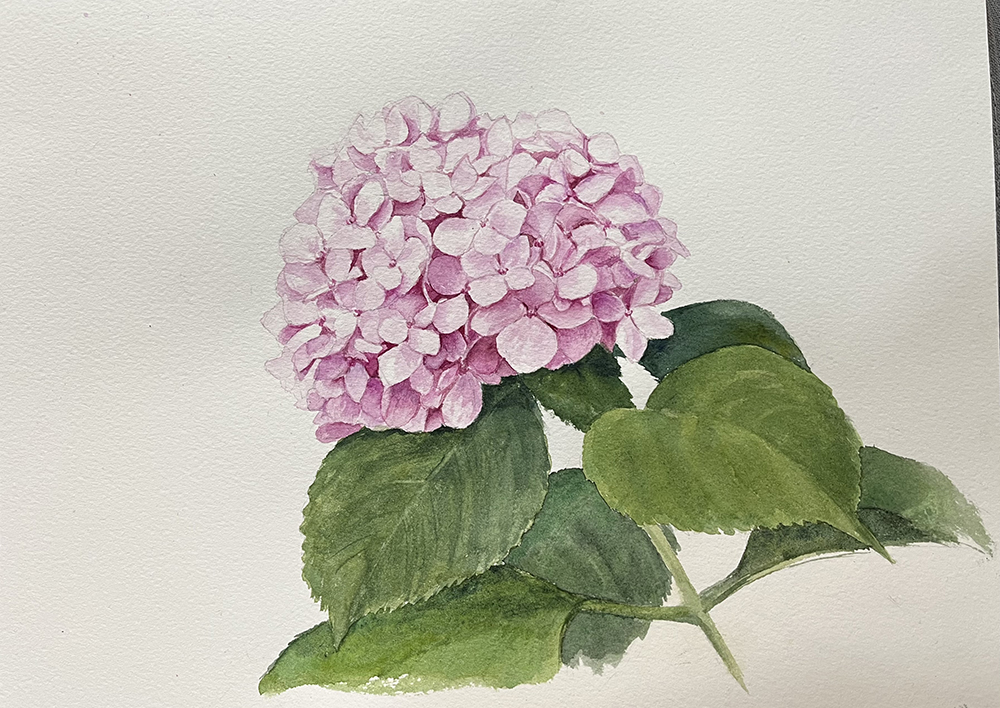 web Hortensia