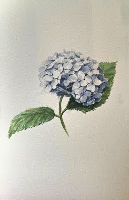 web Hortensia azul